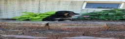 German Shepherd dogs for sale: Jessie - Ad 3