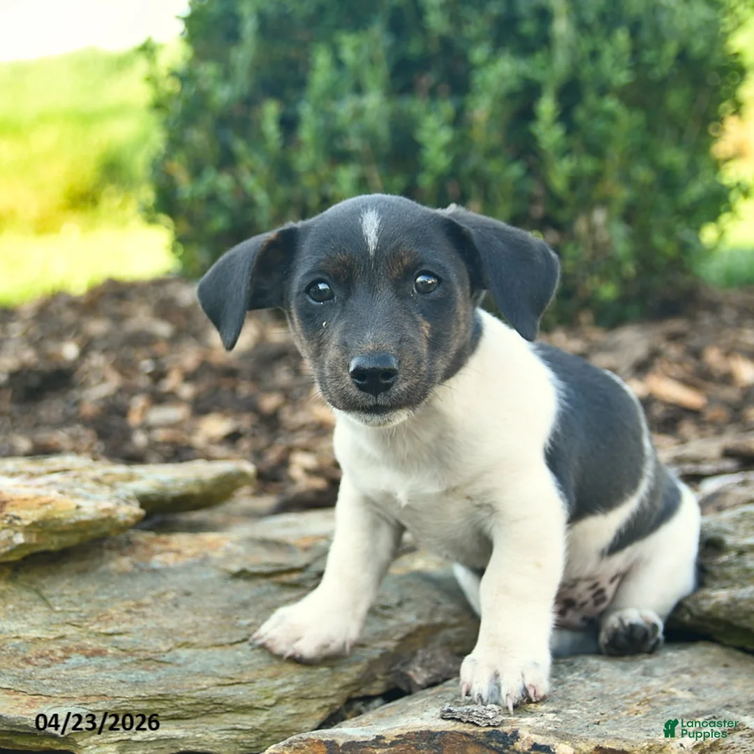Mixed Breed dogs for sale: Raccoon  - Ad 3