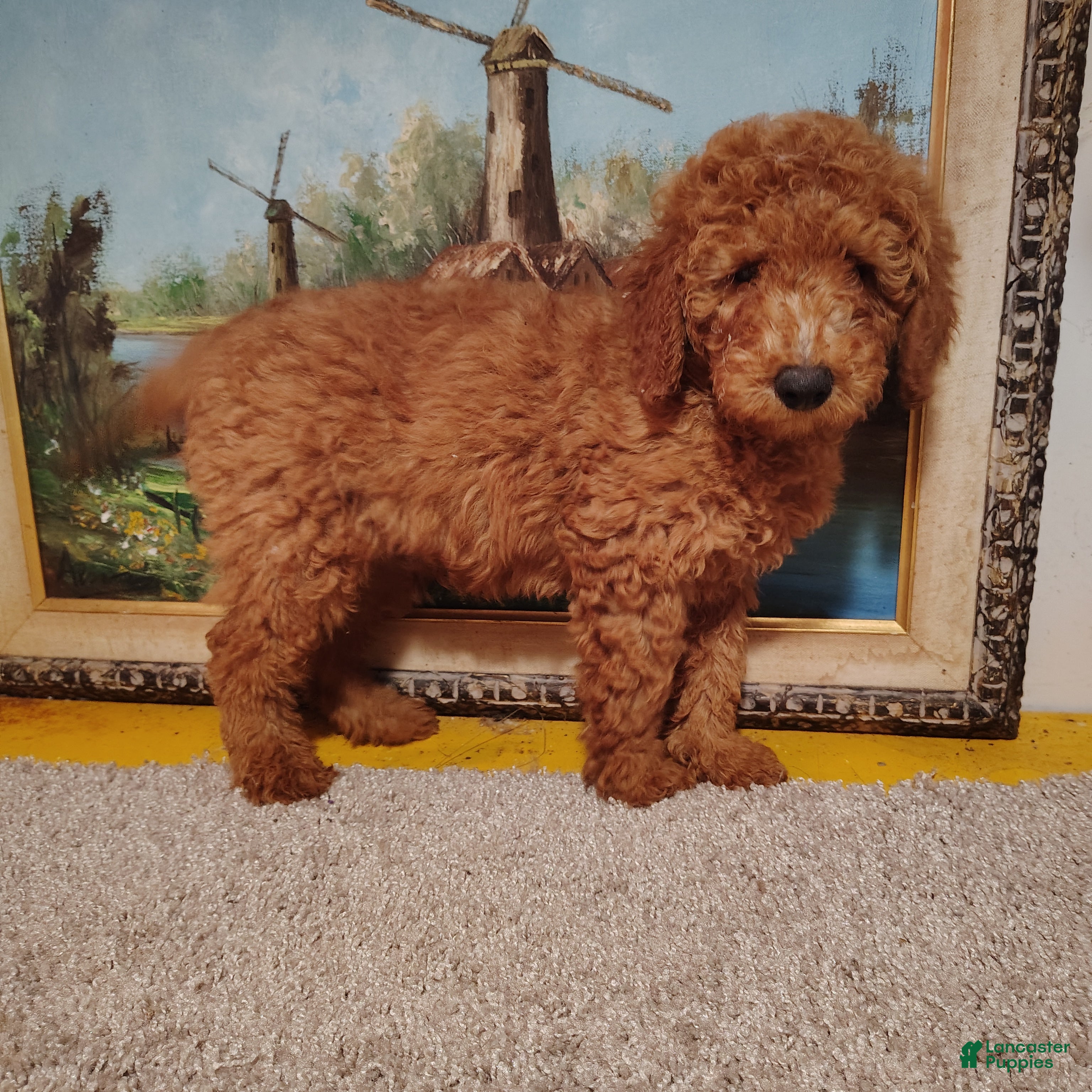 Mini Goldendoodle dogs for sale: Sully - Ad 2