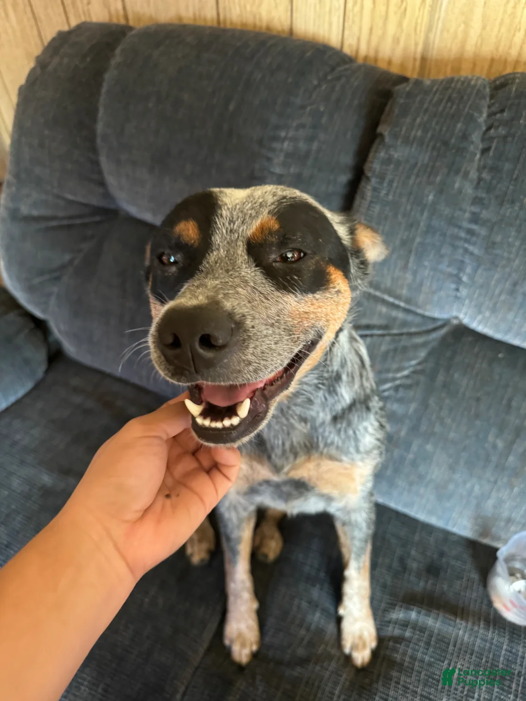 Mixed Breed dogs for sale: Mixed Breed Puppy 5 - Ad 2