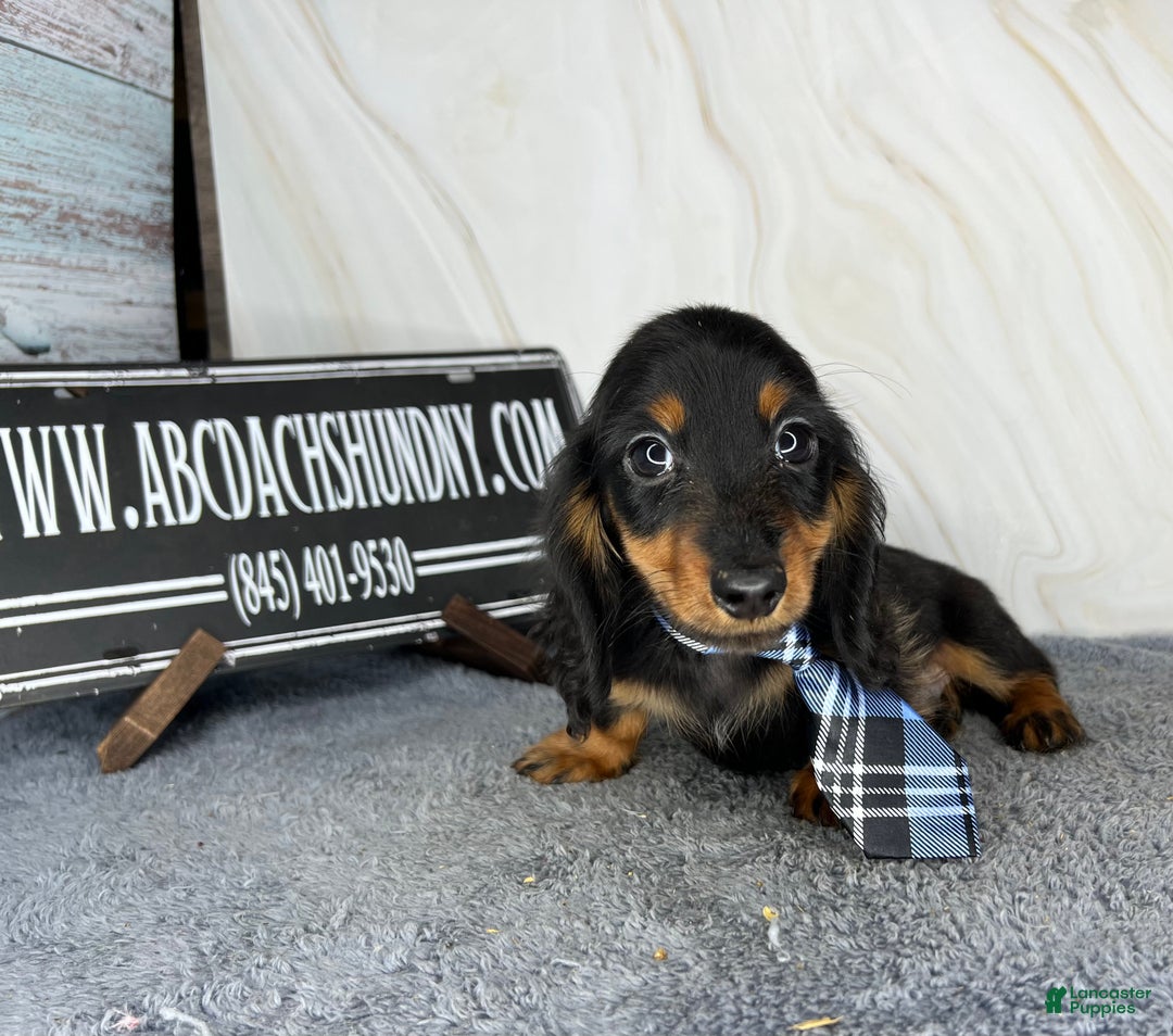 Miniature Dachshund dogs for sale: Full AKC Russian boy - Ad 7