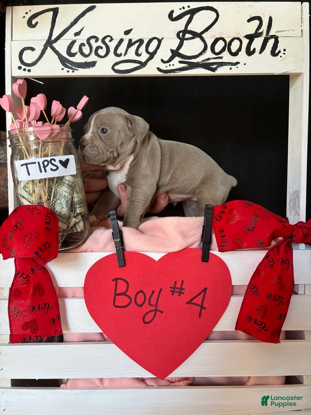 Olde English Bulldogge dogs for sale: Olde English Bulldogge Puppy 4 - Ad 10