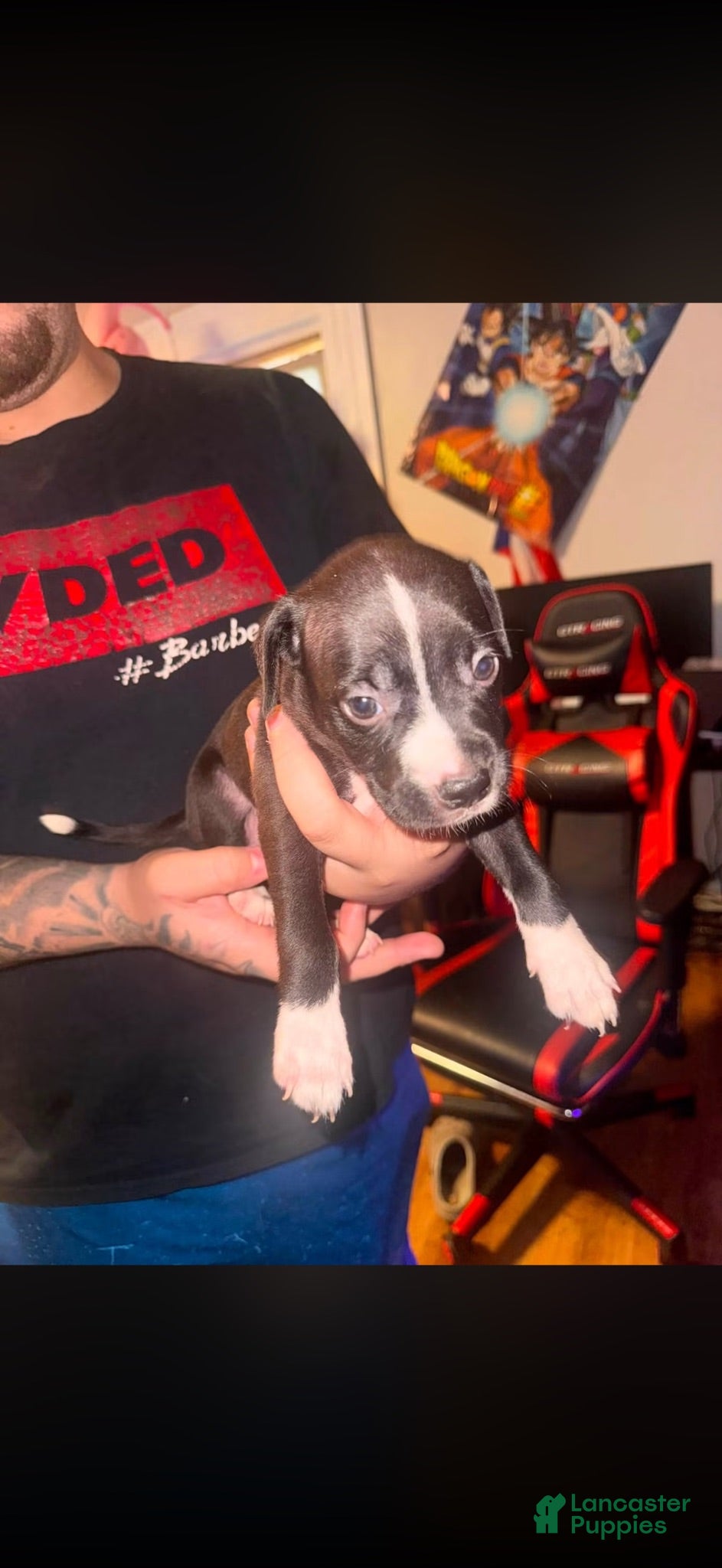 American Pit Bull Terrier dogs American Pit Bull Terrier 2 - Ad 34