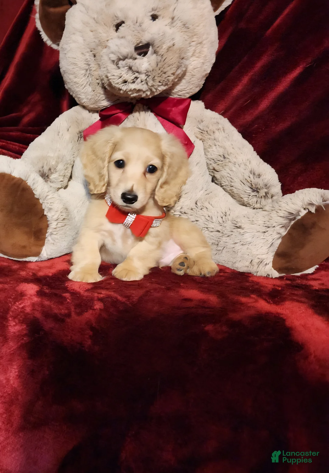 Miniature Dachshund dogs for sale: HOUSTON - Ad 10