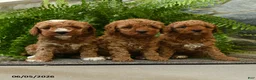 Miniature Poodle dogs for sale: Caramel - Ad 3
