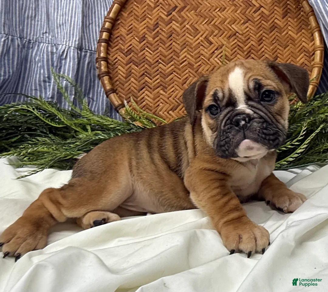 English Bulldog dogs for sale: Sage - Ad 5