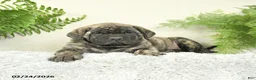 English Mastiff dogs for sale: Angel - Ad 3