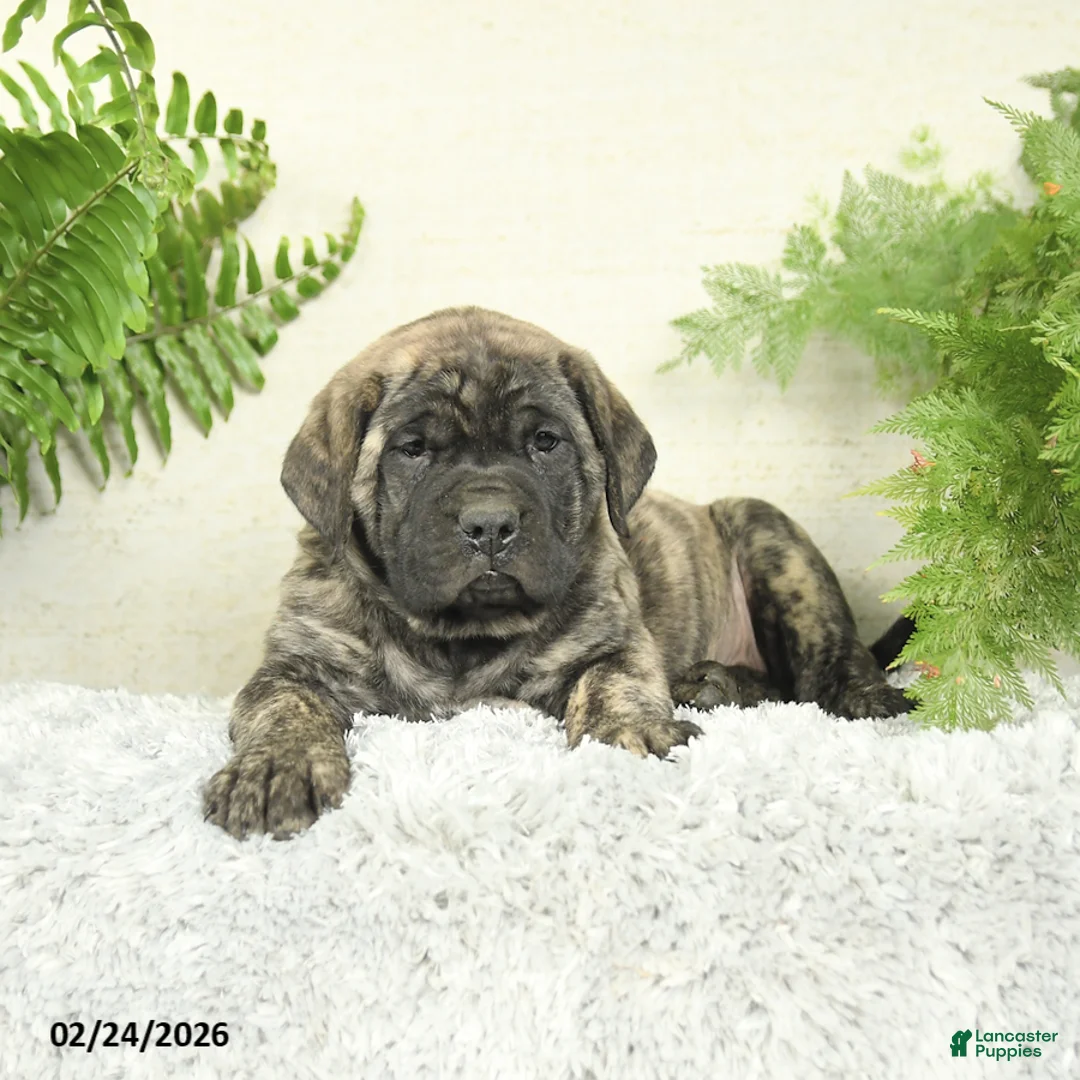English Mastiff dogs for sale: Angel - Ad 3