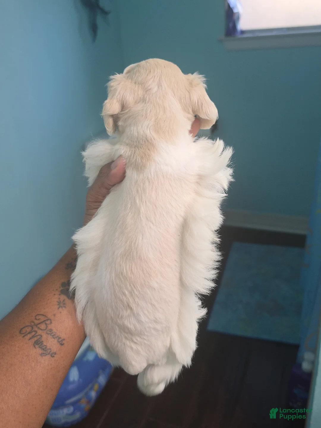 Miniature Schnauzer dogs for sale: Faline - Ad 2
