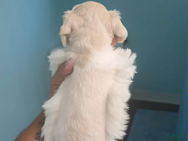 Miniature Schnauzer dogs Faline - Ad 2