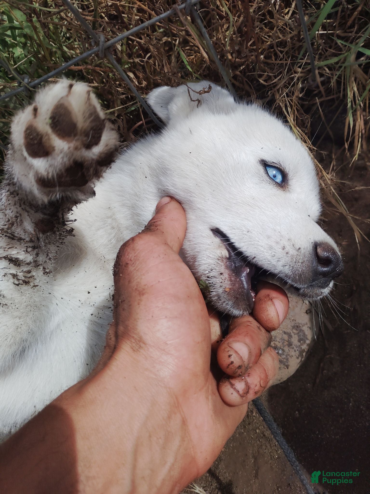 Alaskan Husky dogs Alaskan Husky 2 - Ad 9