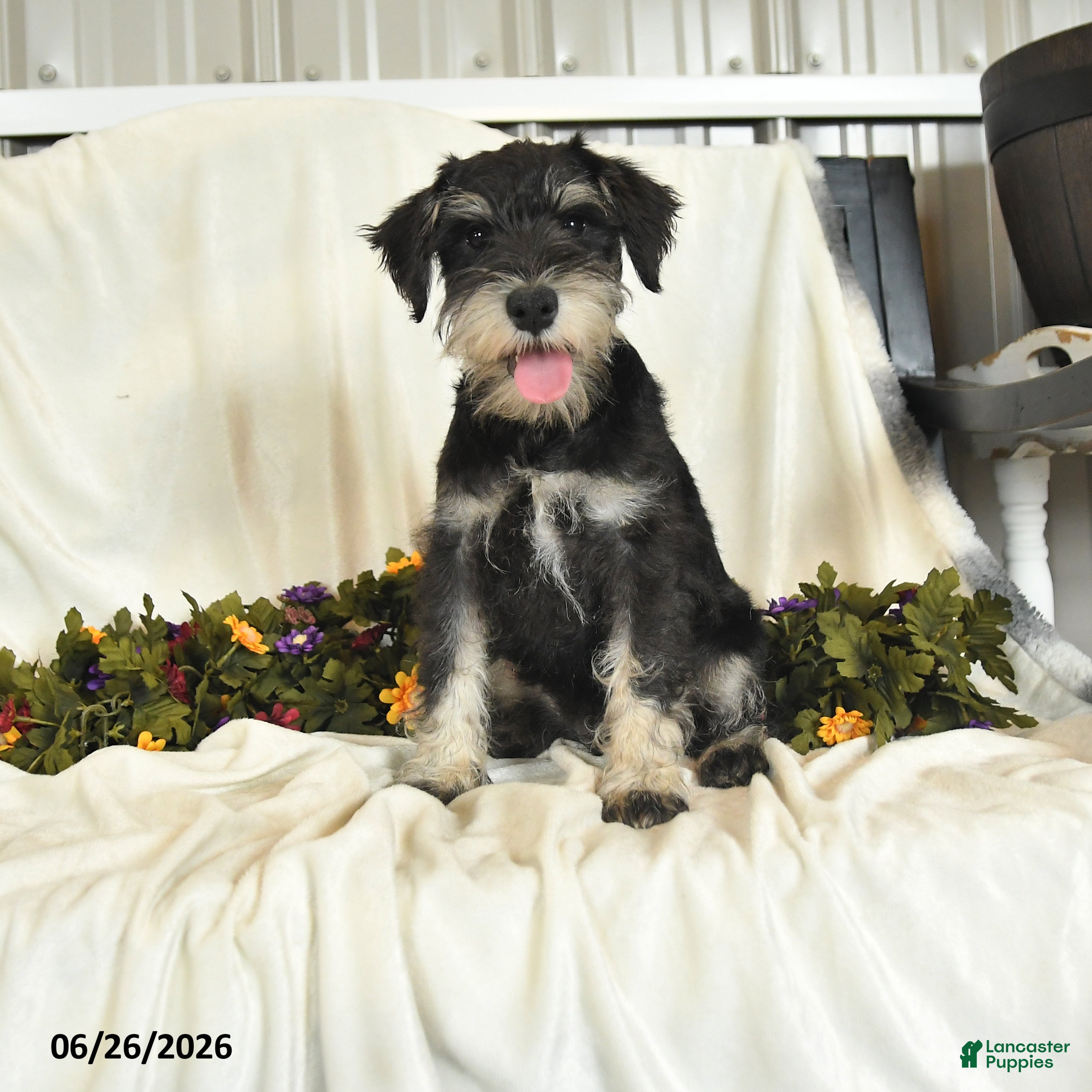 Miniature Schnauzer dogs Gavin - Ad 2