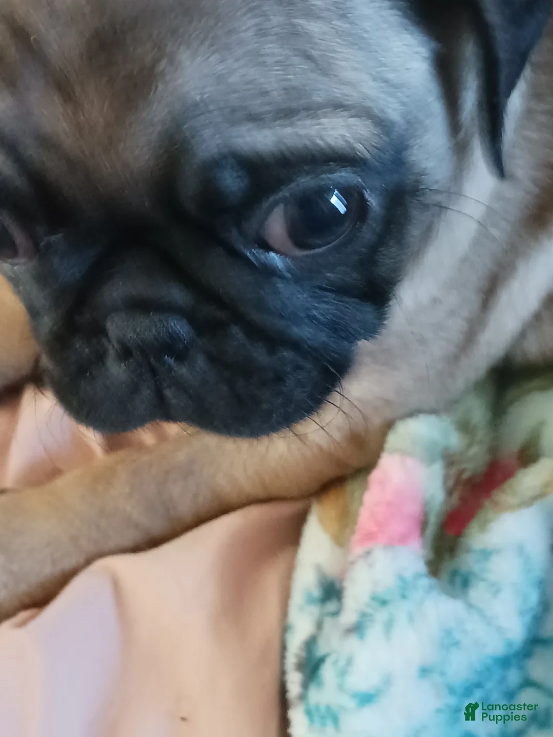 Pug dogs for sale:  Alpha - Ad 2