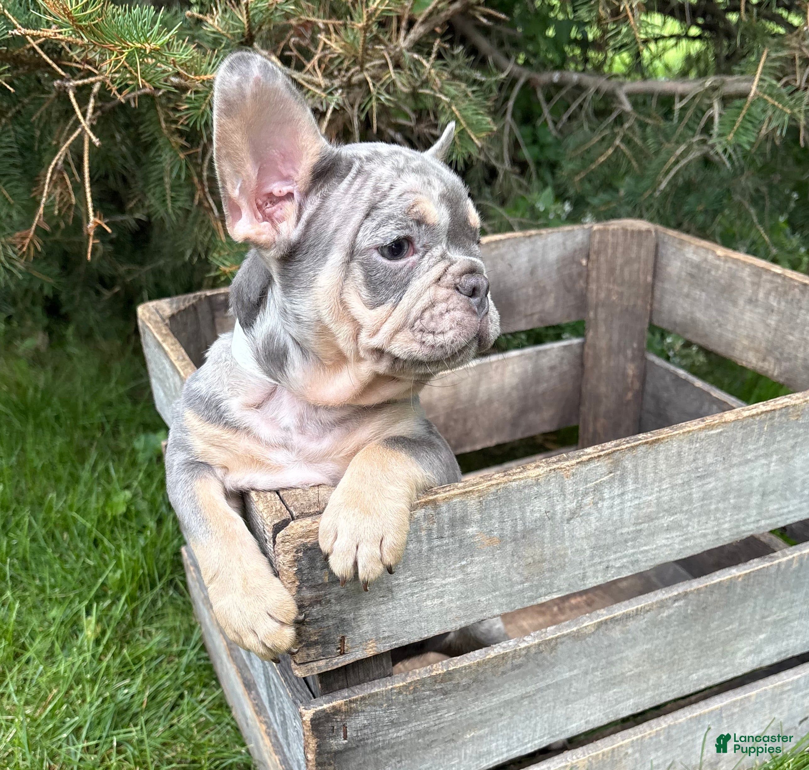 French Bulldog dogs Clancy - Ad 2