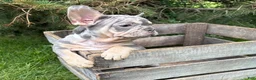 French Bulldog dogs for sale: Clancy - Ad 2