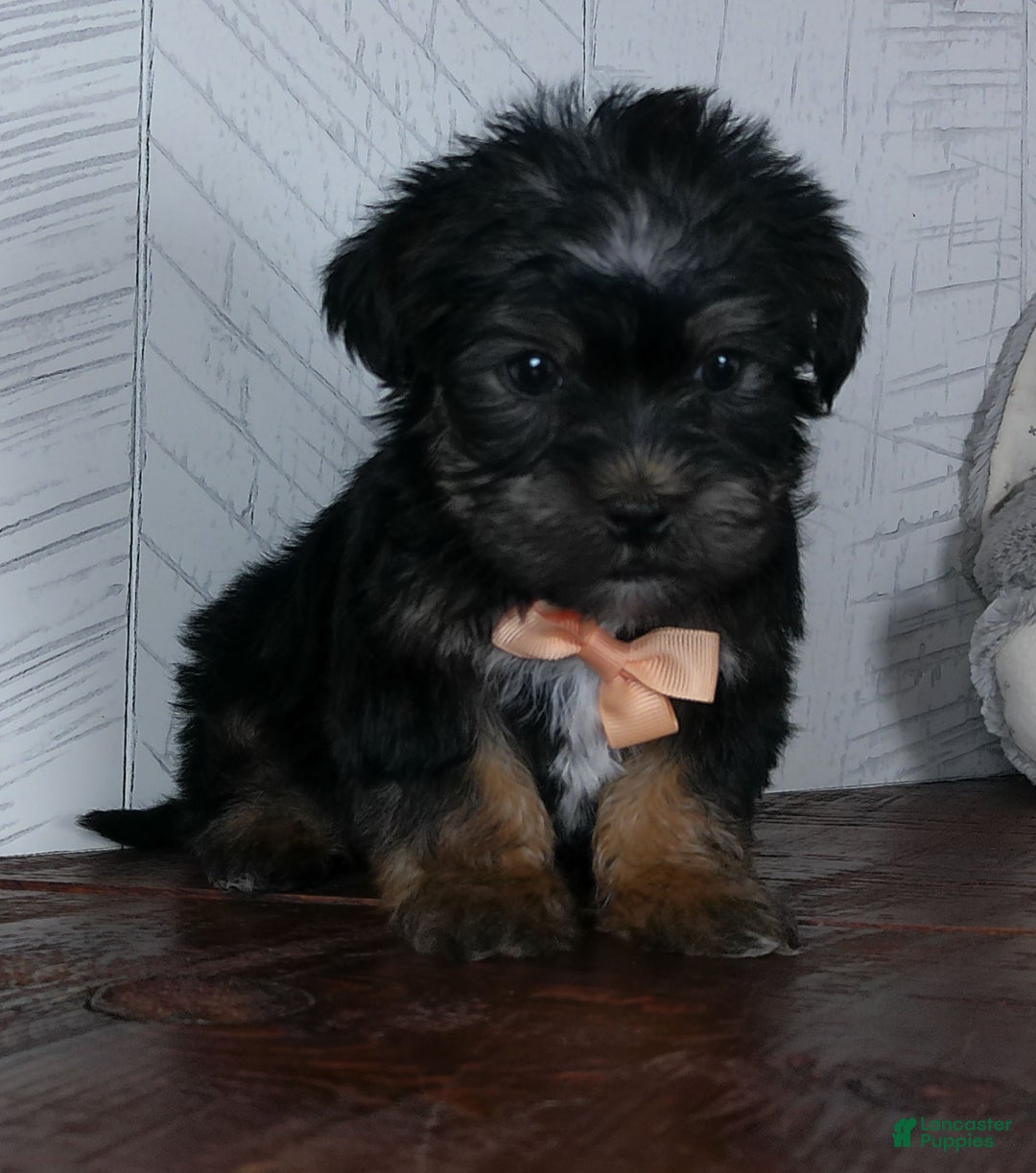 Shorkie dogs for sale: Bandit - Ad 3