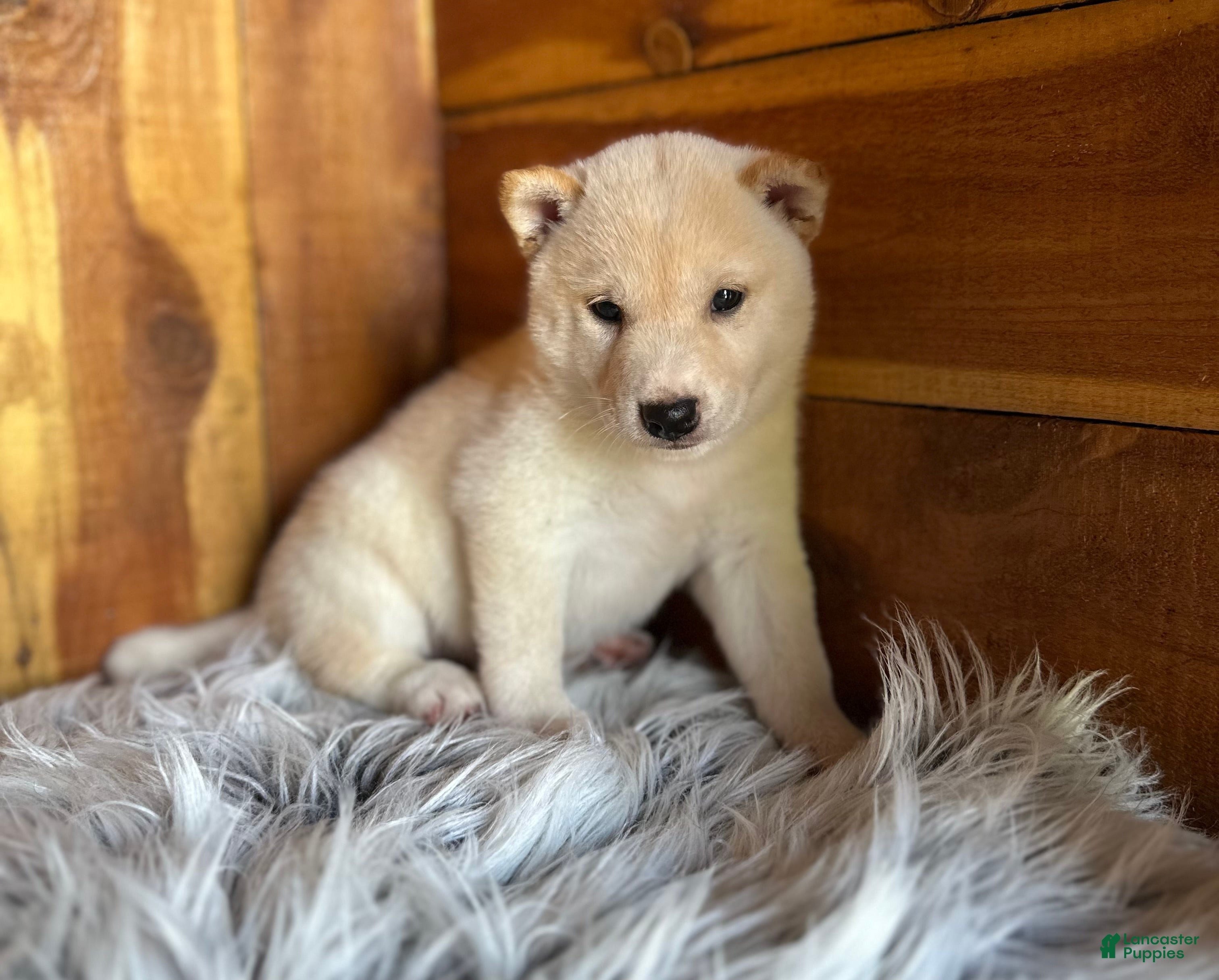 Shiba Inu dogs Shiba Inu Puppy 3 - Ad 1