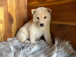 Shiba Inu dogs for sale: Shiba Inu Puppy 3 - Ad 4