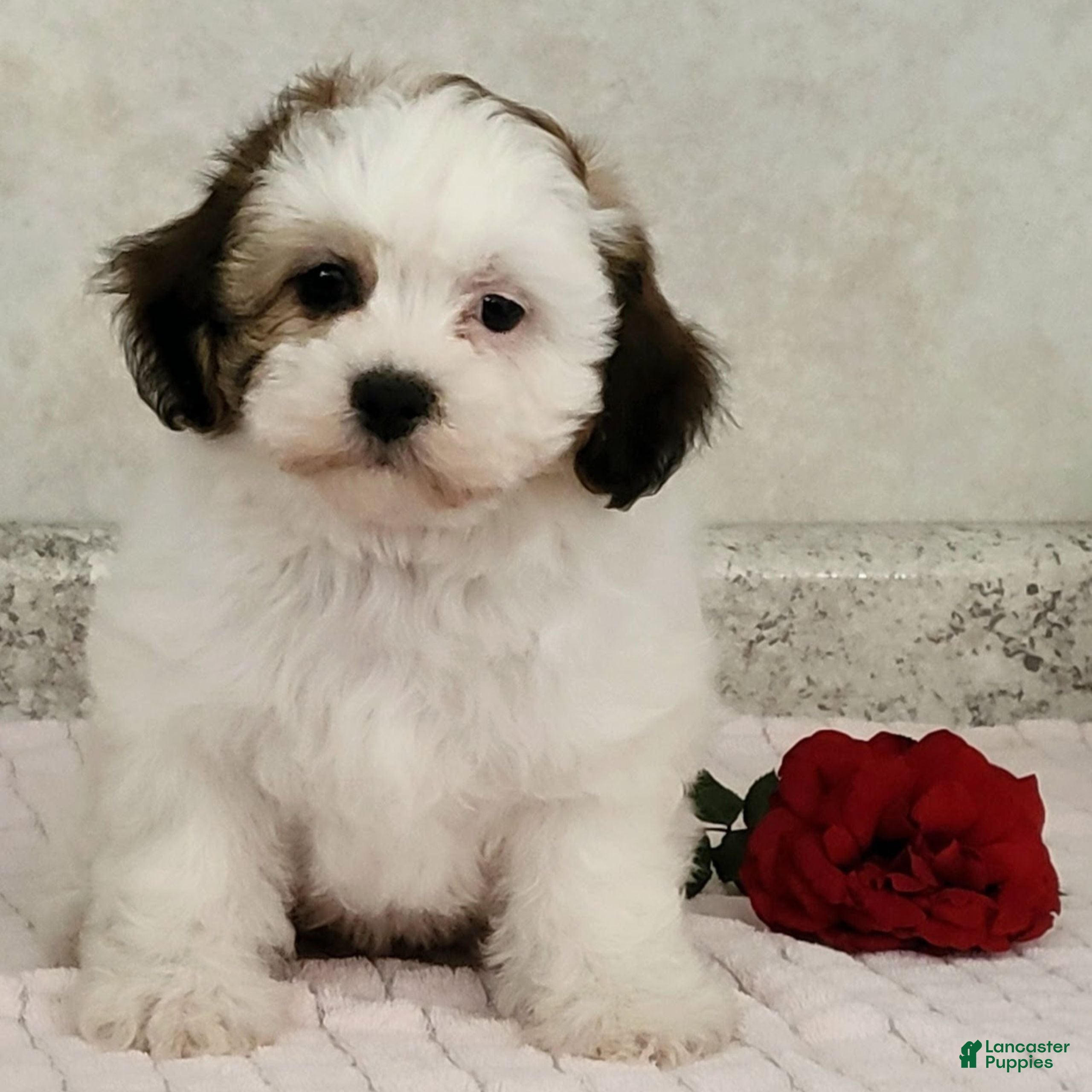 Teddy Bear dogs Willow - Ad 32