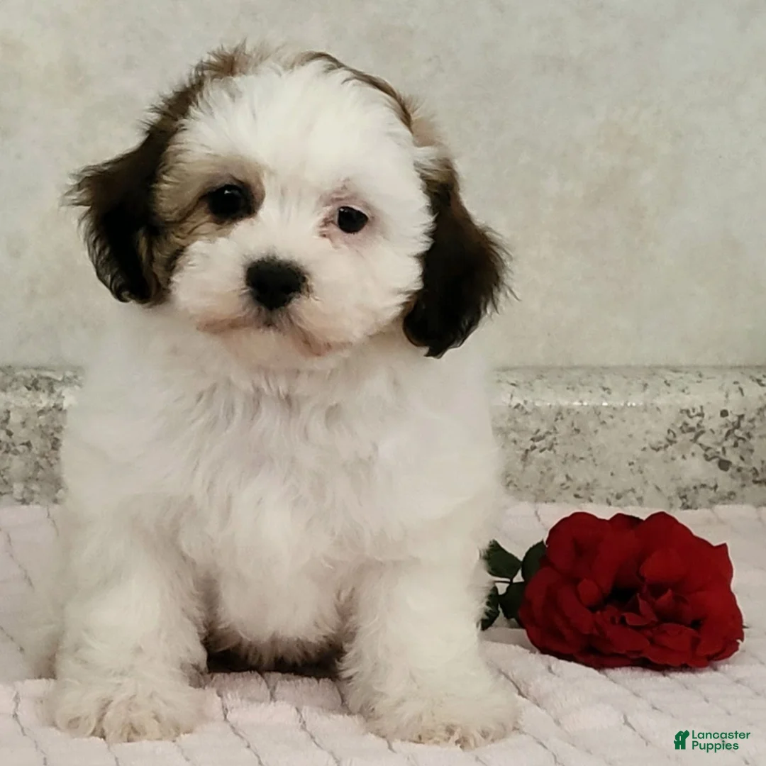 Teddy Bear dogs for sale: Willow - Ad 1