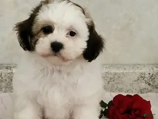 Teddy Bear dogs Willow - Ad 32
