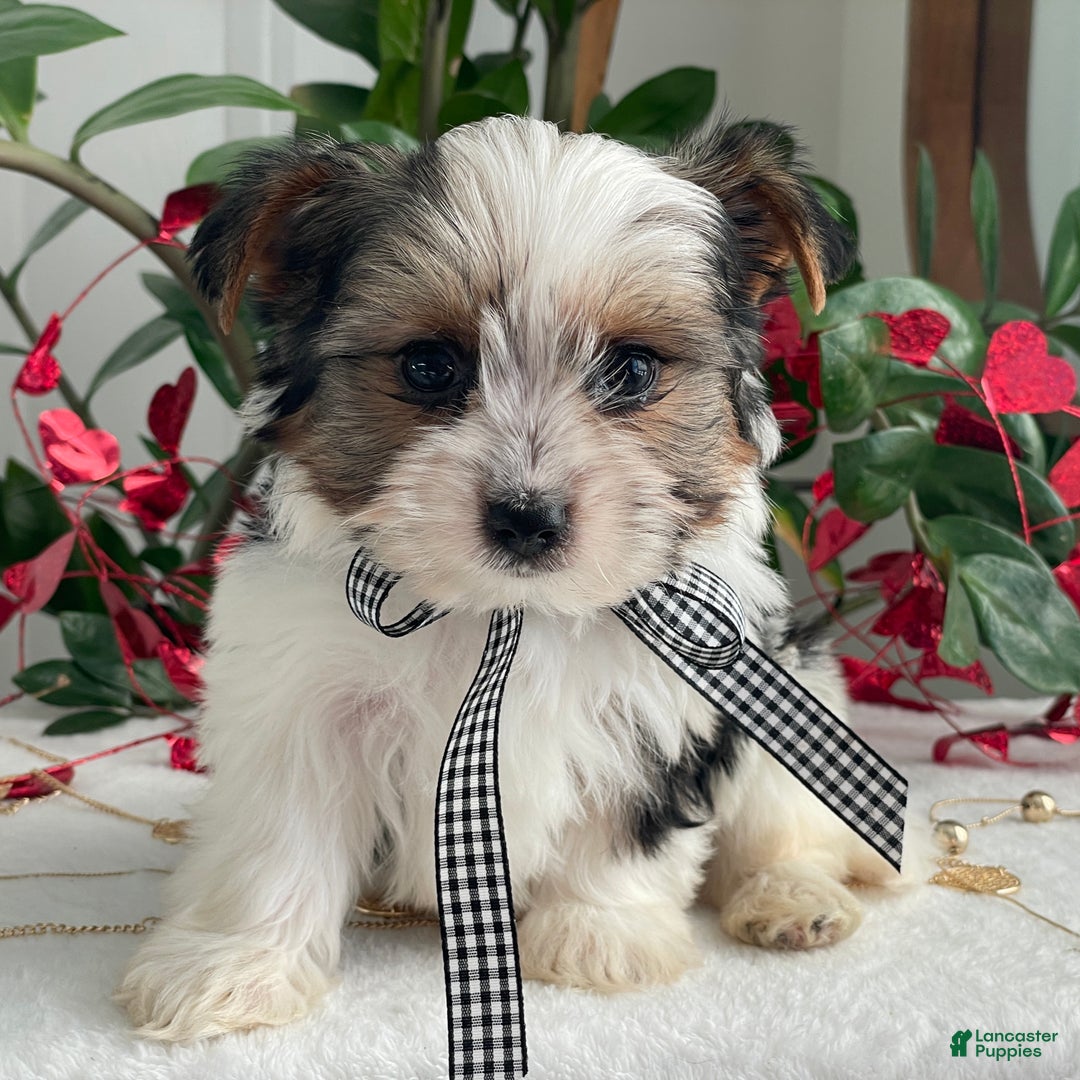 Biewer Terrier dogs for sale: Charlie - Ad 4