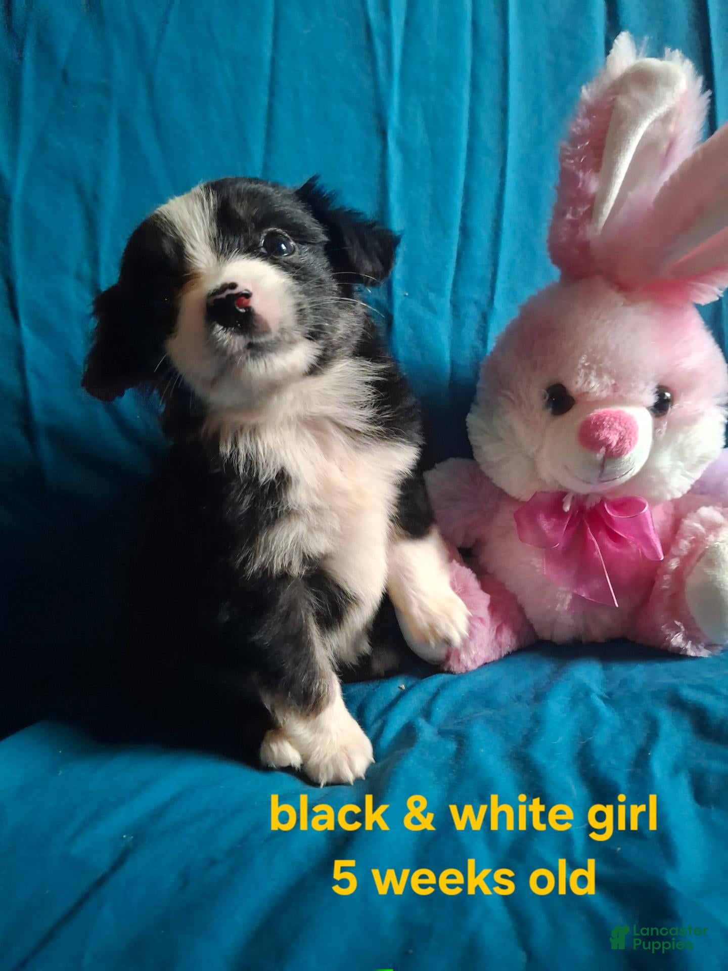Australian Shepherd
