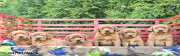 Labrador Retriever dogs for sale: Diesel  - Ad 5