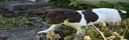 German Shorthaired Pointer dogs for sale: Brinley - Ad 8