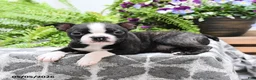 Boston Terrier dogs for sale: Wallace - Ad 3