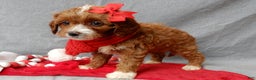 Cavapoo dogs for sale: Noelle - Ad 3