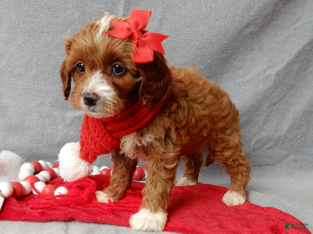 Cavapoo dogs for sale: Noelle - Ad 3