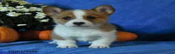 Welsh Corgi Pembroke dogs for sale: Kilo - Ad 4