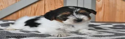 Mixed Breed dogs for sale: Andrew - Ad 3