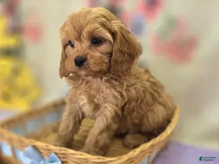 Cavapoo dogs Slate - Ad 5