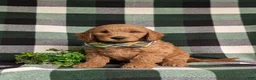 Mini Goldendoodle dogs for sale: Troy Hypoallergenic - Ad 3