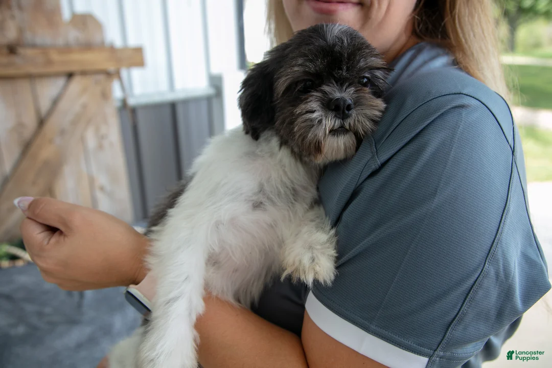 Shih Tzu dogs for sale: Bridget - Ad 4