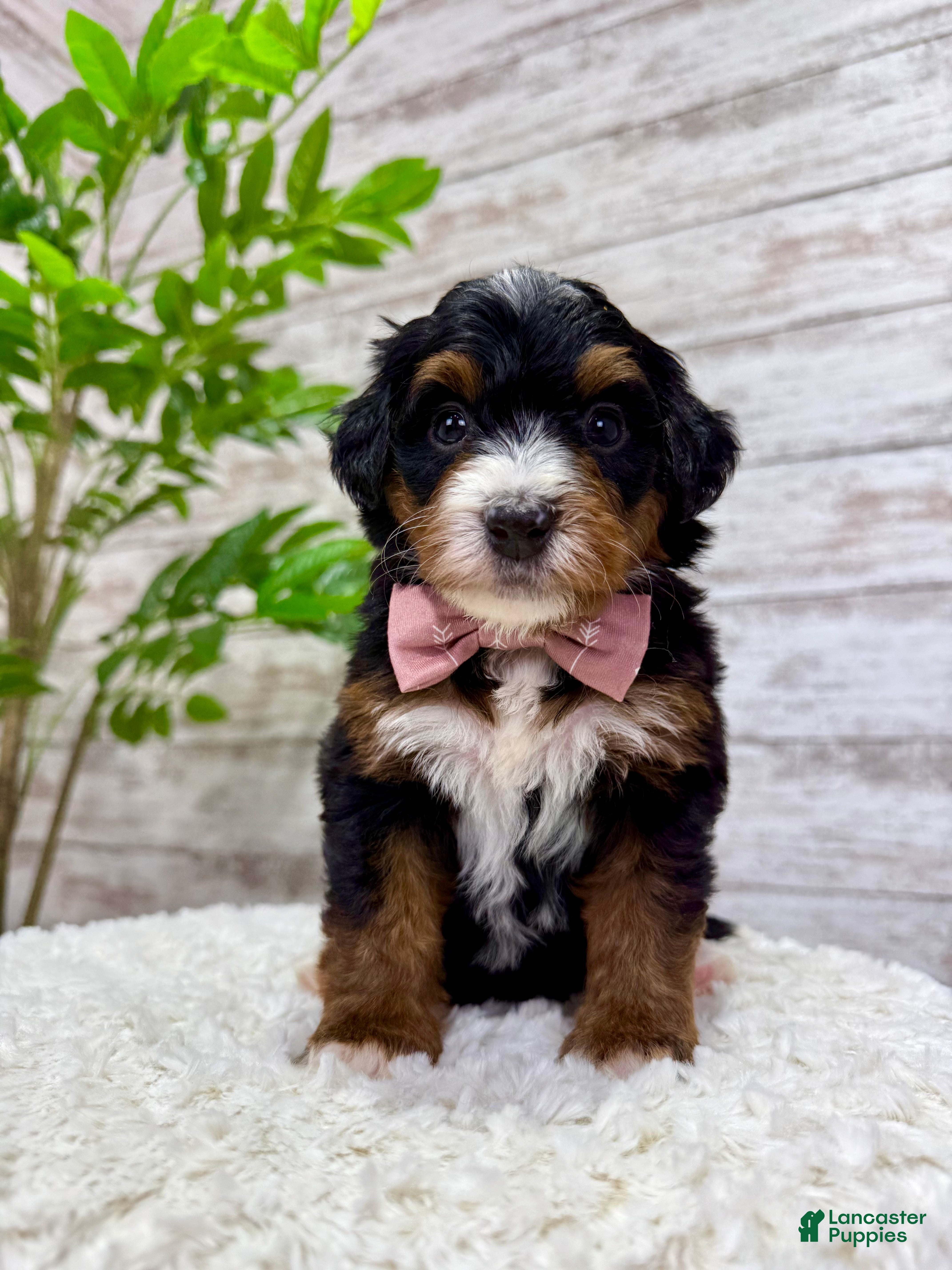 Mini Bernedoodle dogs 🌹Rosie - Ad 6