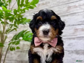 Mini Bernedoodle dogs 🌹Rosie - Ad 6