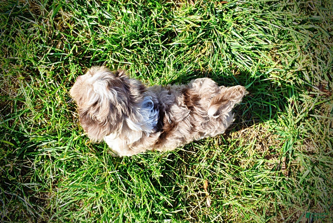 Havapoo dogs for sale: Olivia - Ad 9