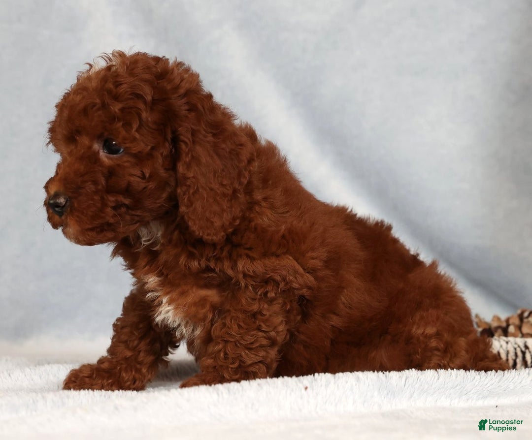 Miniature Poodle dogs for sale: Sasha - Ad 5