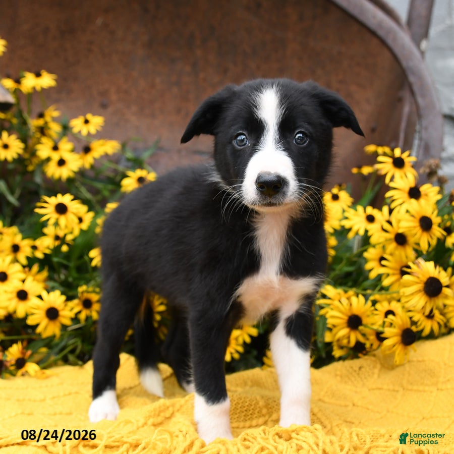 Border Collie dogs Bella   - Ad 2