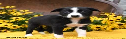 Border Collie dogs for sale: Bella   - Ad 2