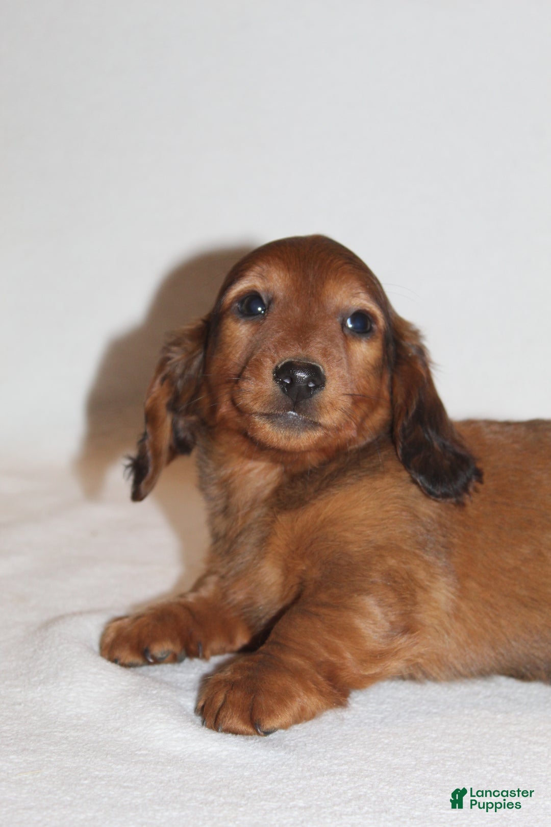 Miniature Dachshund dogs for sale: Prancer - Ad 1