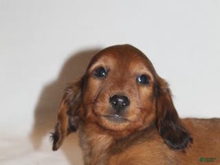 Miniature Dachshund dogs Prancer - Ad 28