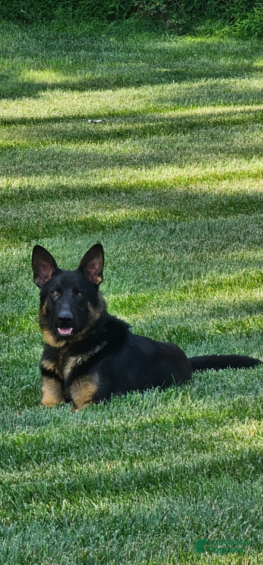 German Shepherd dogs for sale: Christy - Ad 9