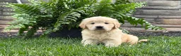 Golden Retriever dogs for sale: Teddy - Ad 4