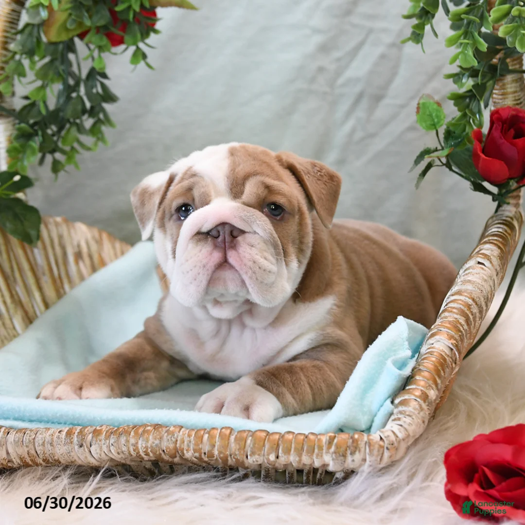 English Bulldog dogs for sale: Belle - Ad 2