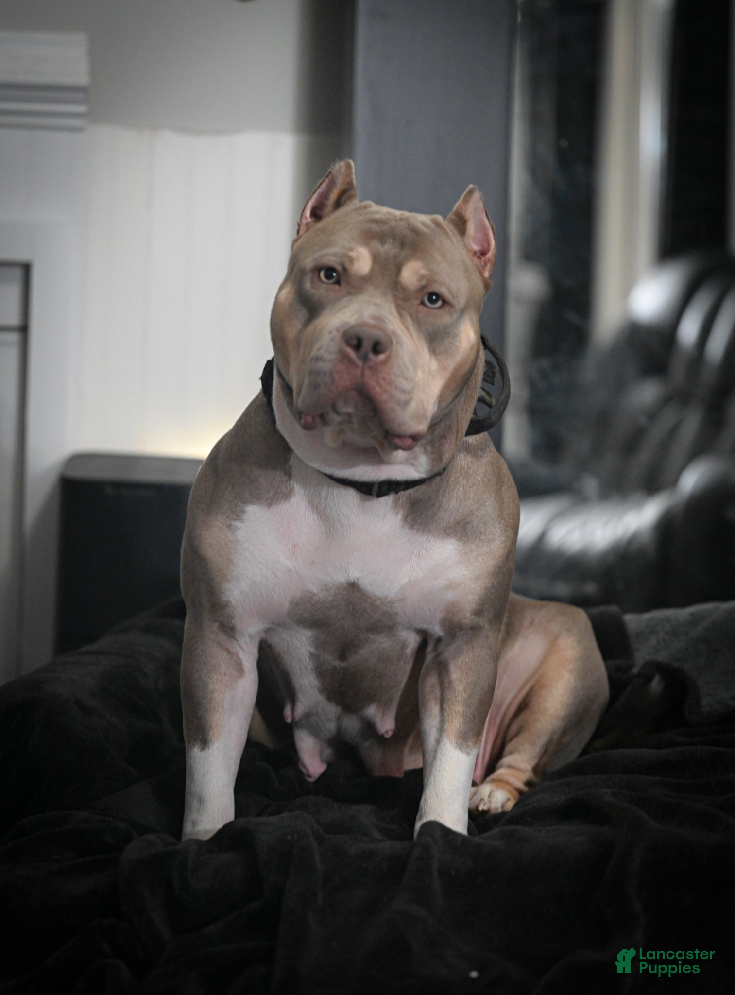 American Bully dogs American Bully Puppy 2 - Ad 2