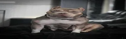 American Bully dogs for sale: American Bully Puppy 4 - Ad 2